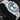 Boutique Edition Tudor Black Bay Chrono 79360B | Lone Star Timepieces Dallas