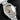 Grand Seiko Heritage Collection Soko Shadow SBGA429 | Dallas Watch Store