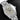 Seiko Grand Seiko Winter SBGA415 | Dallas Watch Store
