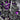 Zenith Defy El Primero 21 Ultraviolet 97.9001.9004/80.R922