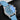 direct front studio shot of the blue-dial IWC Chronograph 41 watch tilted slightly right showcasing the white hands, day-date window, and sub-dials